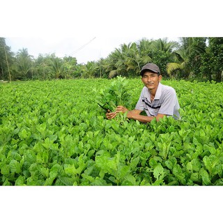 Gói 100 hạt giống cải trời