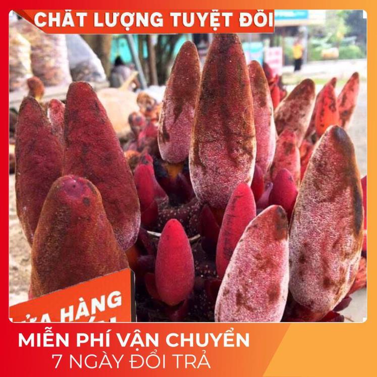 1kg Nấm Ngọc Cẩu + Lá dâm dương hoắc💚FREESHIP💚