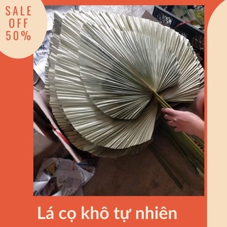Lá cọ - lá vạn tuế 🔸GIÁ TỐT🔸 lá khô decor trang trí nhà cửa phòng khách