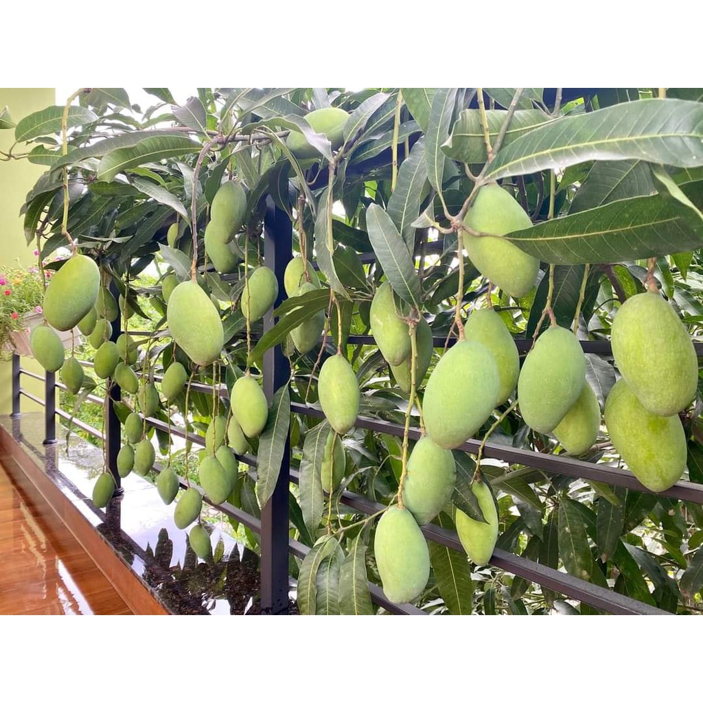 CÂY GIỐNG XOÀI SIÊU TRÁI