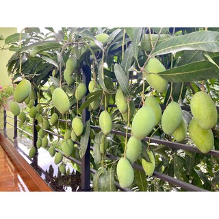Cây giống xoài siêu trái