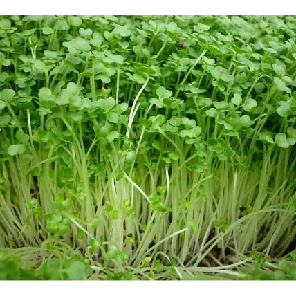 Hạt giống Mầm cải ngọt