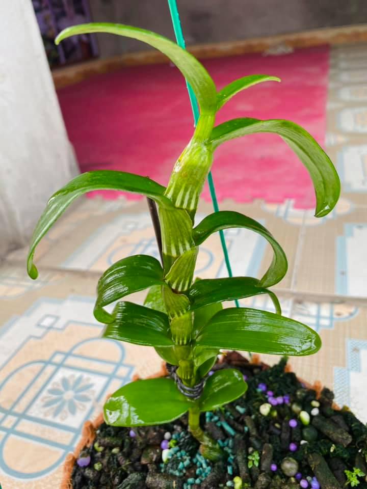 (Shop uy tín) hoa phong lan phi điệp phú thọ