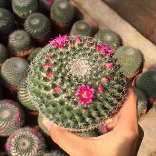 Xương rồng Bánh sinh nhật