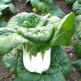 Combo 3 Gói Hạt Giống Cải Thìa Cọng Trăng Cải Bẹ Trắng- Tặng 1 gói phân bón