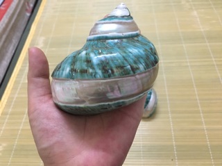 Vỏ ốc xà cừ xanh