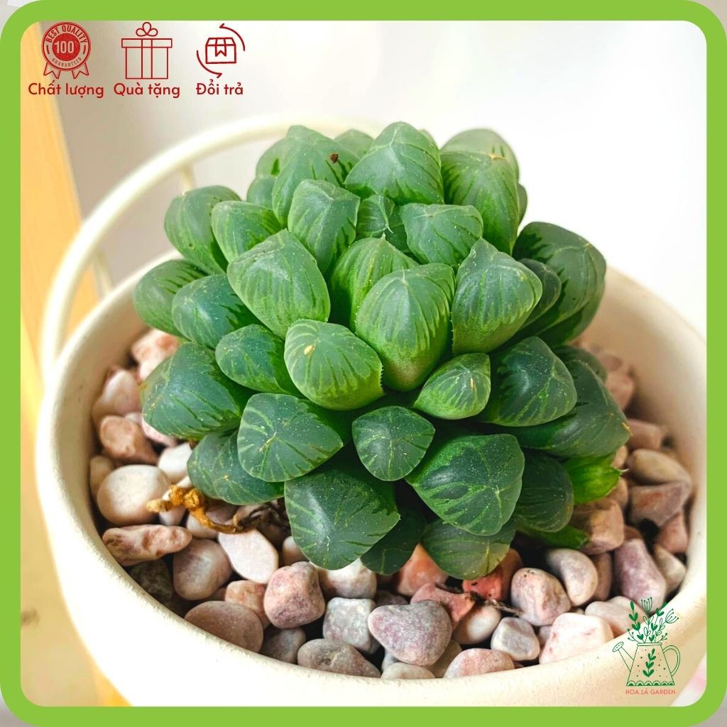 Sen đá kim cương haworthia cooperi lá hạt nhỏ (size 5cm, tặng đất trồng)