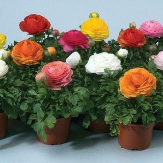 Hạt giống hoa Hồng Ri Ba Tư mix 20 hạt - tặng kèm 3 viên nén kích thích ươm hạt - HGT