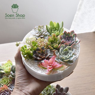  Sen đá size mini (sen vỉ) 3-5 cm các loại - soenshop soen