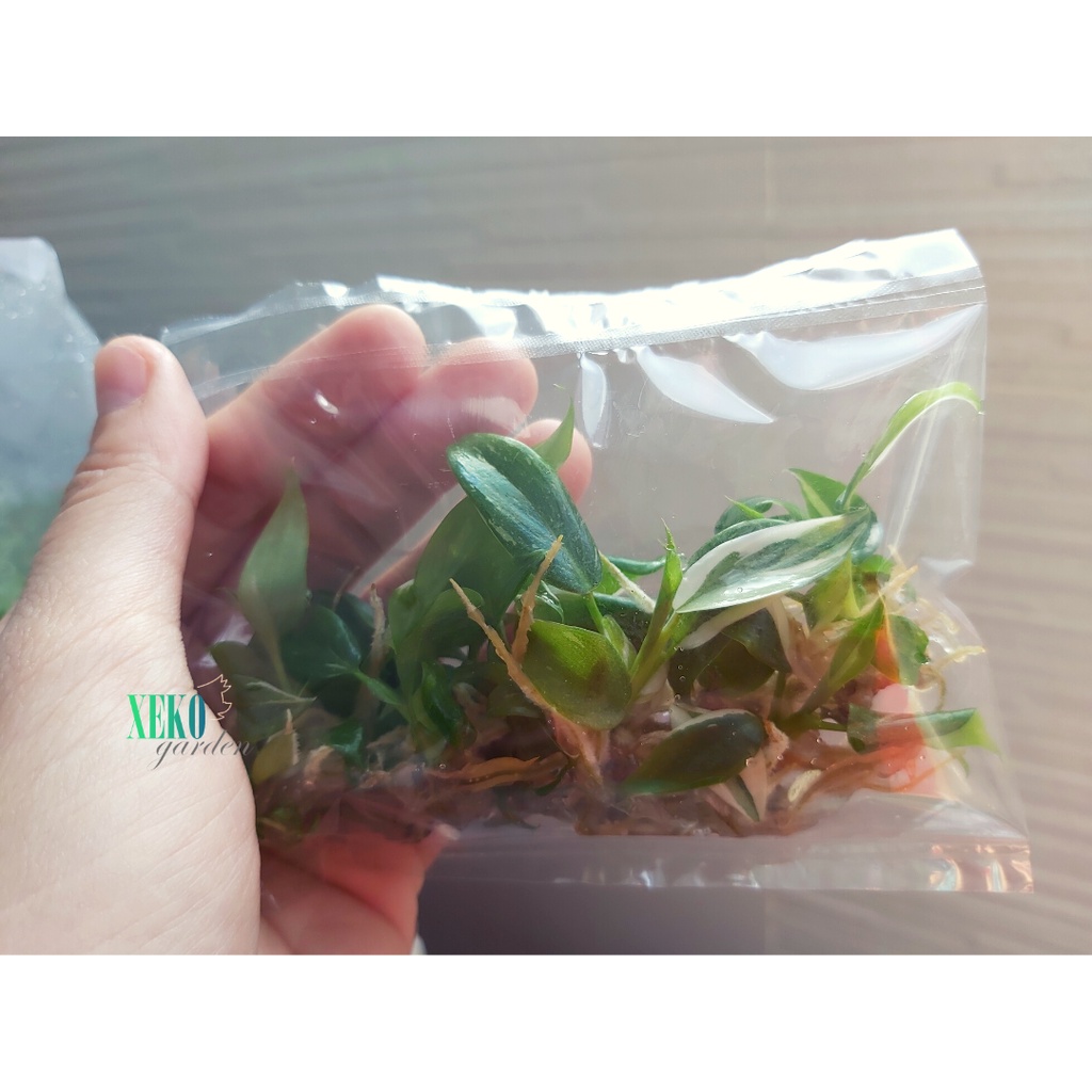 CÂY GIỐNG PHILODENDRON WHITE PRINCESS