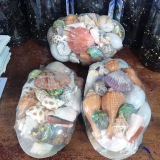 Com bo 3 bộ vỏ ốc vỏ sò biển trang trí - thả bể cá
