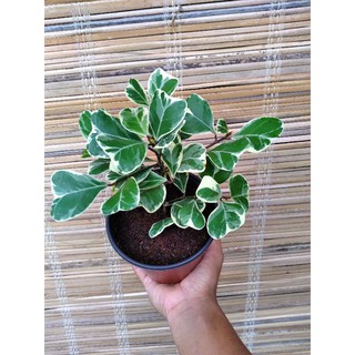 Cây bàng cẩm thạch