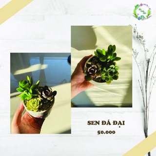 CHẬU SEN ĐÁ ĐẠI TỰ CHỌN