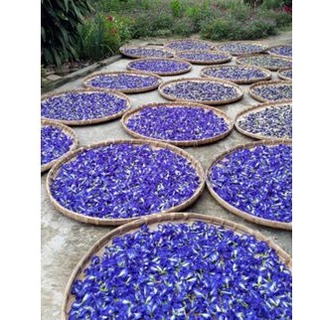 💥 trà hoa đậu biếc nhà trồng