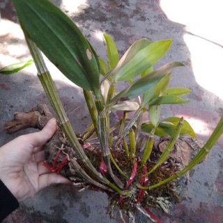 Combo 3 nàng kiều ( kiểu tím, vuông, vàng)
