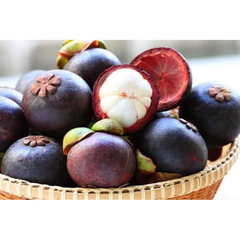 Cây giống măng cụt