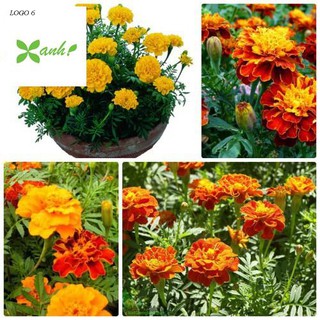 Hạt giống Cúc vạn thọ Pháp