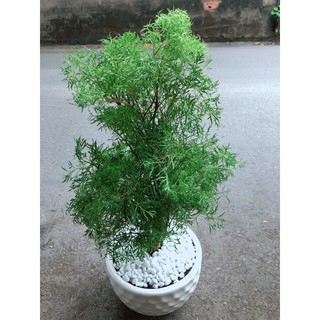 Chậu cây đinh lăng lá nhỏ