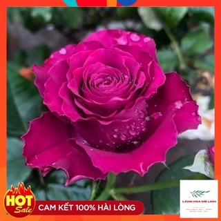 Tree Thân Gỗ Variety Information [🌷TÍM HỒNG - QUYẾN RŨ 🌷]- là giống hồng ngoại được ưa chuộng tại Việt Nam.