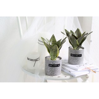 Chậu cây lưỡi hổ mini trang trí bàn làm việc