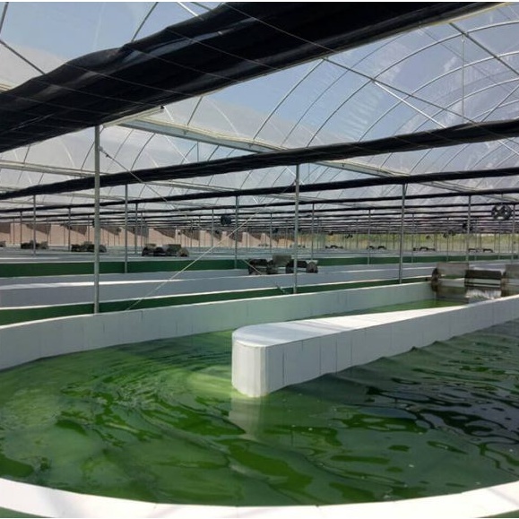 Tảo xoắn SPIRULINA/ Mediworld .