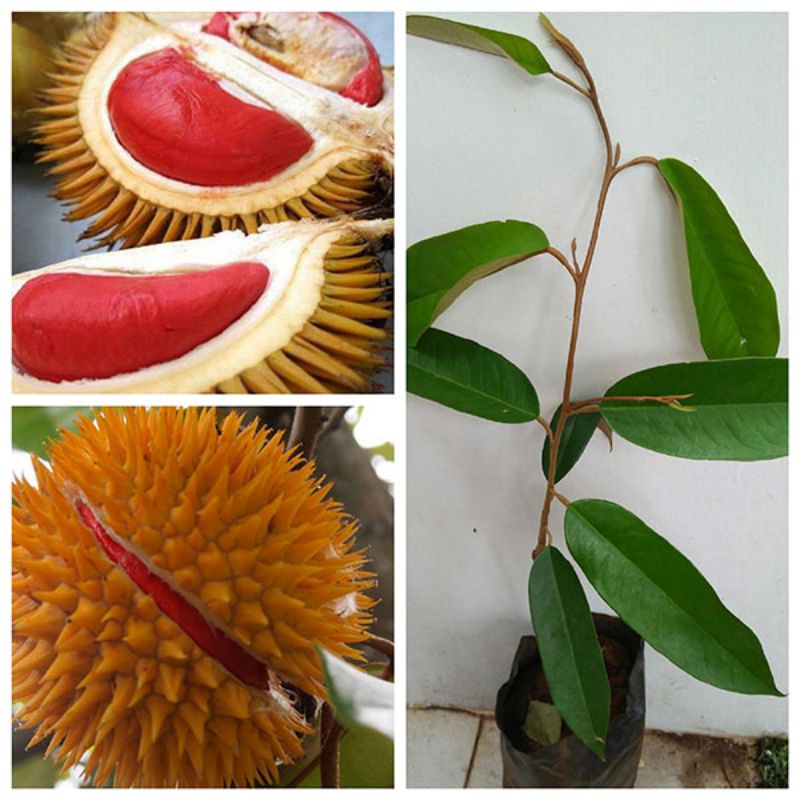 Cây giống sầu riêng ruột đỏ