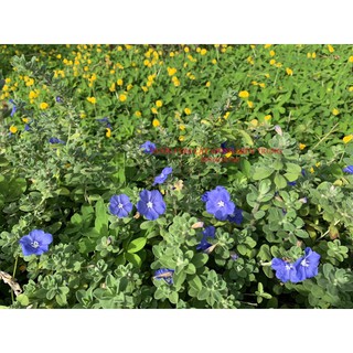 Cây hoa Thanh Tú (cây bất giao chậu treo)