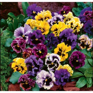 Hạt giống hoa păng xê mix