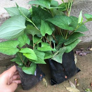 Cây diếp cá ( bầu 5 cây)
