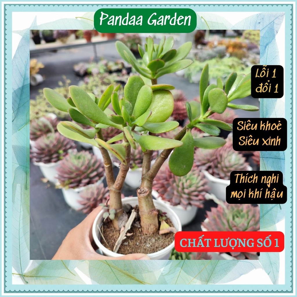Sen Đá Thạch Bích Thân Thụ Size Trung 10-12cm, Sen Đá Vườn PANDAA GARDEN Xuất Xứ Đà Lạt Khoẻ Đẹp, Lỗi 1 Đổi 1