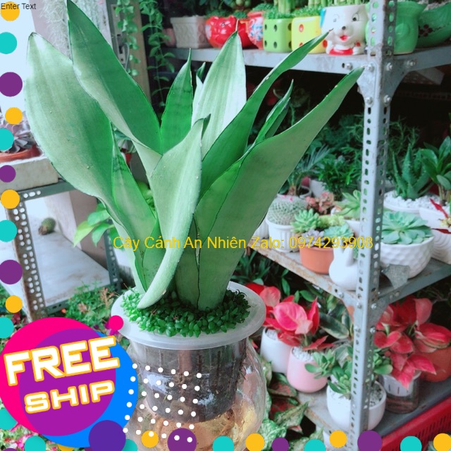 Chậu Lưỡi Hổ Bạc Thuỷ Sinh