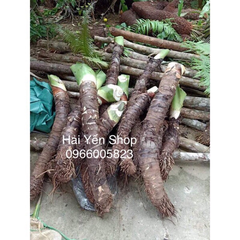 Củ Ráy Voi Rừng trồng làm cảnh
