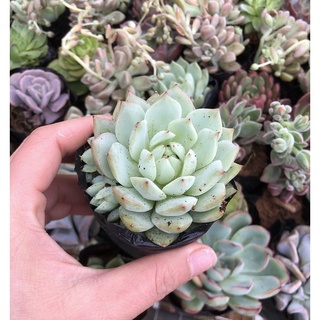 sen đá baby, size bầu, sen đá Đà lạt