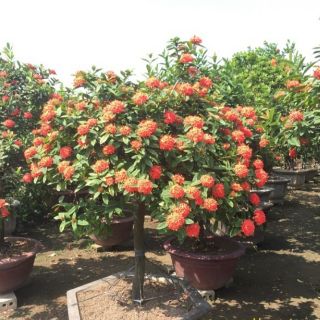 Cây mẫu đơn ta sai hoa (màu vàng,màu đỏ )