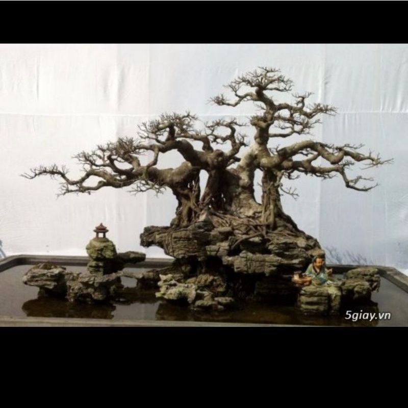 lũa xương trùm, tán quýt dùng để tạo lũa dáng bonsai cho hồ thủy sinh