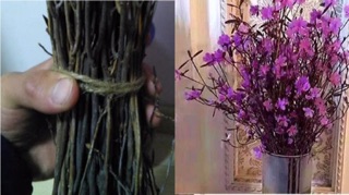 Hoa đỗ quyên ngủ đông (sỉ lẻ)
