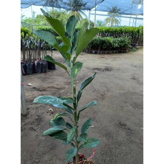 Cây 🌲 Bưởi Rubi... ruột đỏ