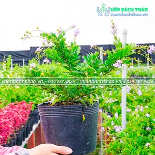 Cây chuỗi ngọc hoa tím trồng công trình