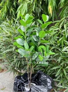 Cây Hạnh Phúc tặng giỏ cói cao cấp