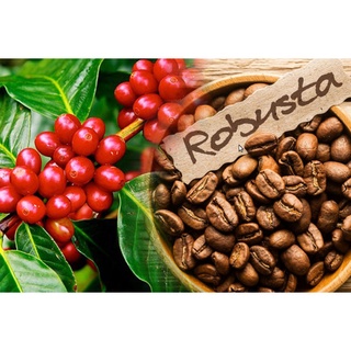 Cà Phê hạt rang robusta S18 rang mộc nguyên chất