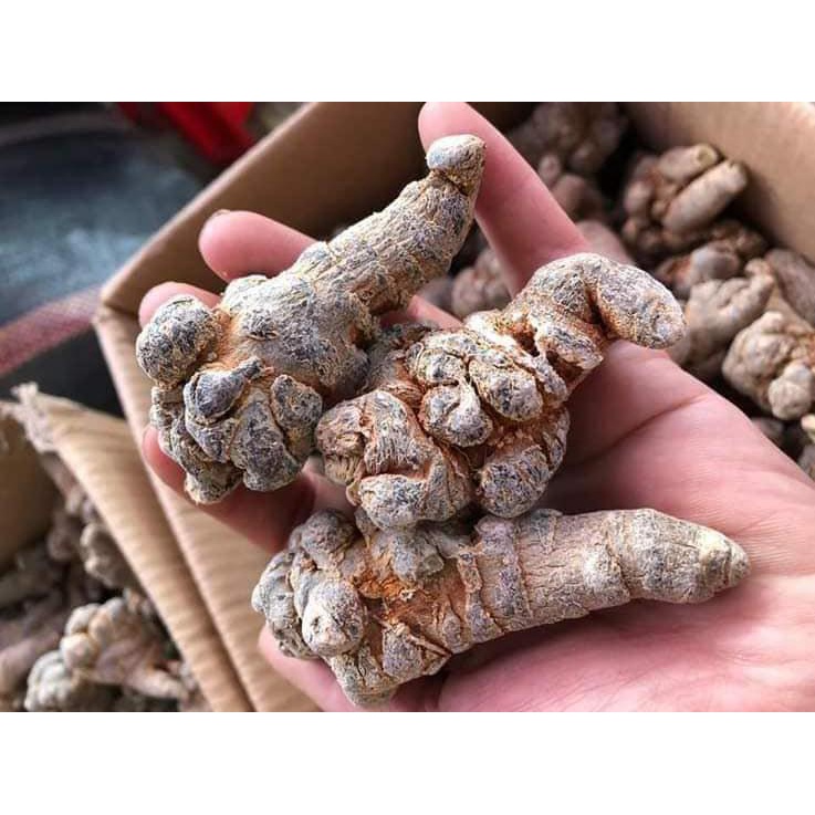 Củ Tam Thất Bắc Khô  - Hàng Đặc Biệt - Hàng Biếu Tặng Cao Cấp. hỗ trợ ,điều trị, bảo vệ cơ thể.