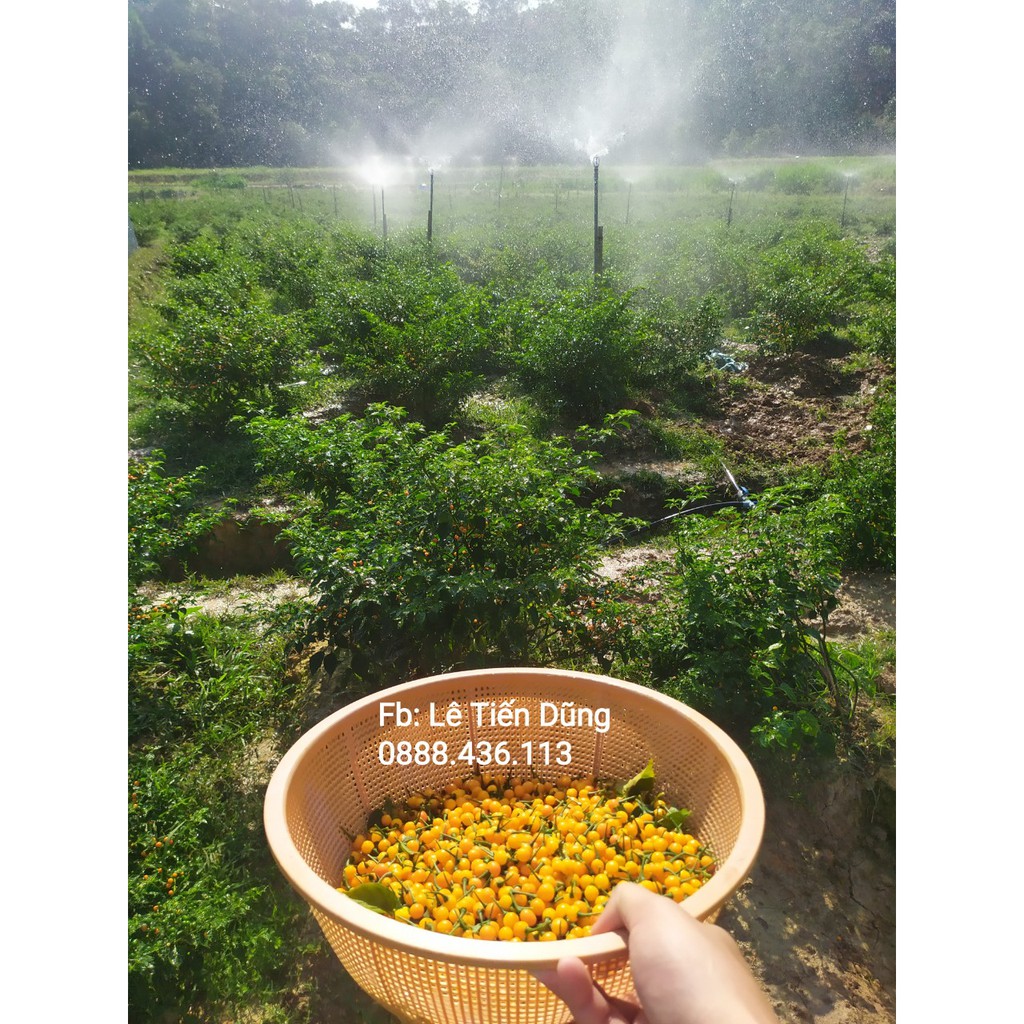 20 Quả ớt Charapita - Peru ! Mỗi quả có từ 5-10 hạt.