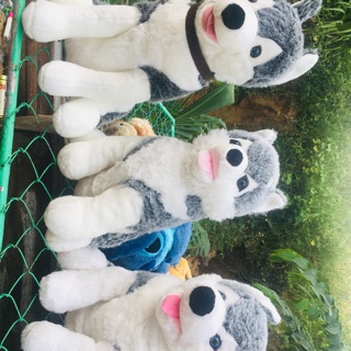 Gấu bông husky