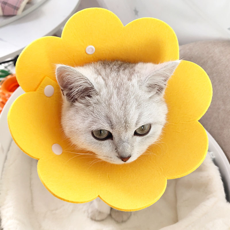Vòng Cổ Cho Mèo, Loa, Vòng Cổ Liếm, Vòng Cổ Nhẹ, Gửi Từ Thái Lan.