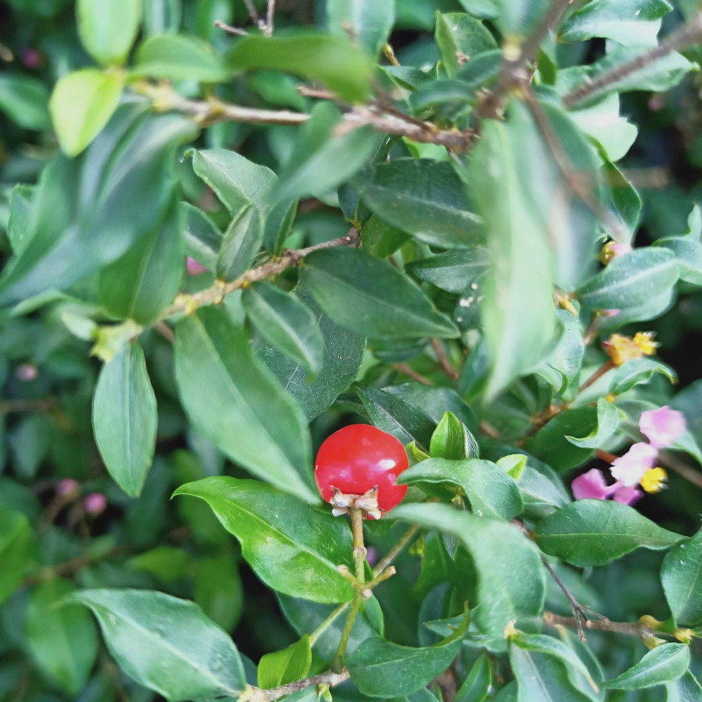 Cây hồng ngọc mai - sơ ri Thái trái chín đỏ, ngọt, ăn được, bông chùm, ra hoa quanh năm - Summer Garden