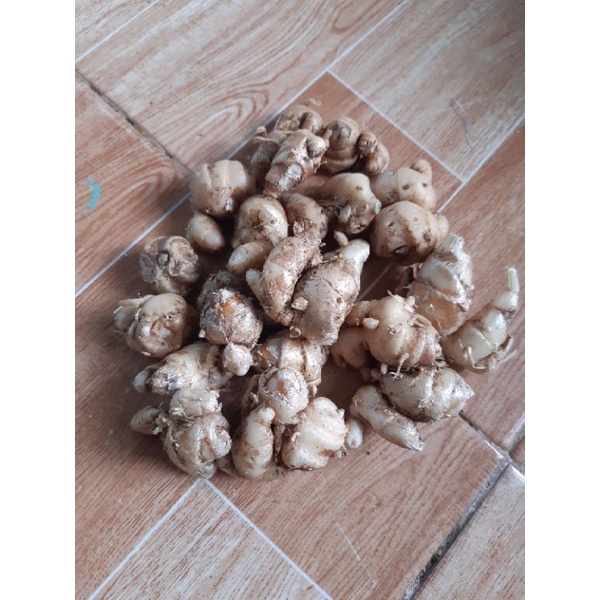 Củ địa liền tươi hữa cơ (xá kiếng)