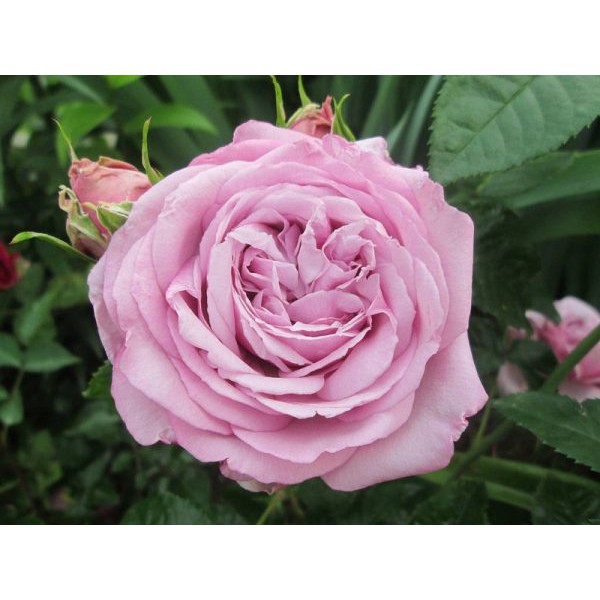 10 Hạt Giống Đủ 7 MÀU Hoa Hồng hồng ngoại Aoi Rose Nhật Bản – Phương pháp trồng và chăm sóc
