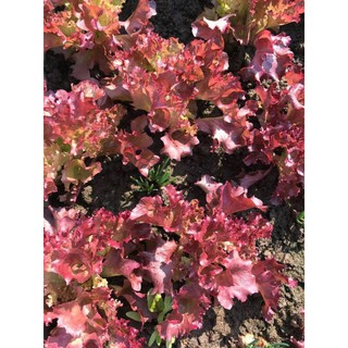 Hạt giống Xà lách tím Lollo 2gr❤️FREESHIP XTRA❤️