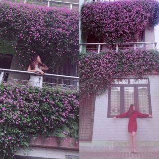 Cây ngũ sắc tím