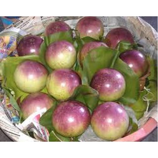 Cây giống vú sữa Lò Rèn